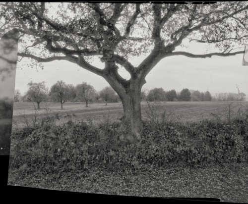 Baum an der Straße nach Ober-Erlenbach. Fotografie im analogen Großformat 4x5 auf Röntgenfilm.