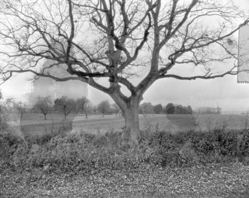 Baum an der Straße nach Ober-Erlenbach. Fotografie im analogen Groß Format 4×5 auf Röntgenfilm.