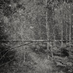 Schranke im Unterholz nahe meiner Hütte. Schweden. Aufnahme im GroßFormat 4x5 analog auf Foma Retropan.