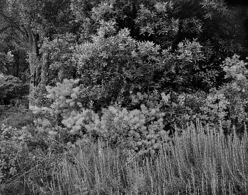 Flauschige Ecke im Botanischen Garten. Frankfurt. Fotografie analoges Großformat 4x5 auf Kodak Tri-X Ortho